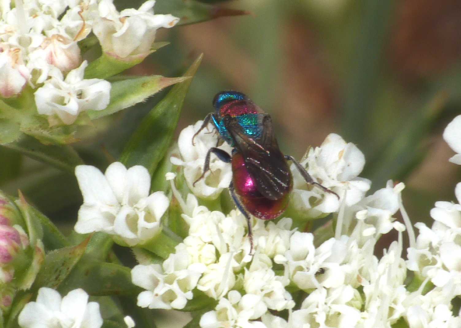 Chrysididae